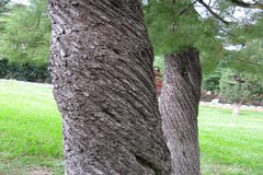Cupressus lusitanica